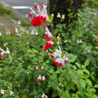 チェリーセージ,チェリーセージ,今日の一枚,おでかけさき,街路樹の根元の画像