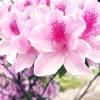 ツツジ,公園,ピンクの花,小雨の画像