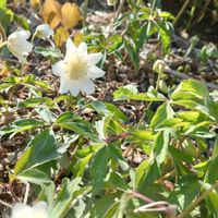 ギンバイカの画像