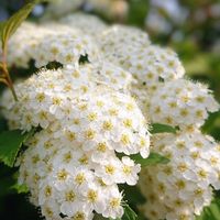 コデマリ,コデマリ,花のある暮らし,お散歩道の画像