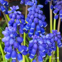 ムスカリ,花のある暮らし,お散歩写真,お花が好き♡,綺麗なお花の画像