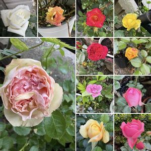 バラ,つるばら・ブランピエールドロンサール,バラ ホワイトクリスマス,バラ ホワイトクリスマス,バラ レオナルドダビンチの画像