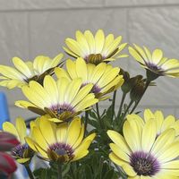 オステオスペルマムの画像