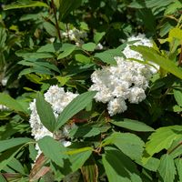 コデマリの画像