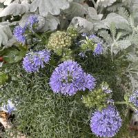 ギリア,シロタエギク シラス,ギリア レプタンサブルー,寄せ植え,ブルー系の画像