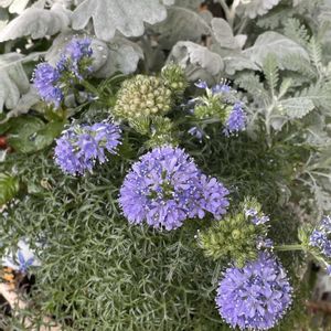 ギリア,シロタエギク シラス,ギリア レプタンサブルー,寄せ植え,ブルー系の画像