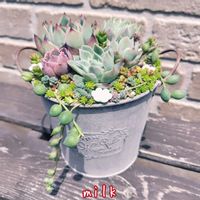 グリーンネックレス,ブロウメアナ,ヒスパニクム,タイトゴメ,黄金細葉万年草の画像