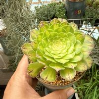 アエオニウム　知否,多肉植物,多肉大好き,ベランダ多肉,多肉女子の画像