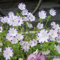 キンギョソウ,セキチク,セキチク,ネモフィラ,ノースポールの画像