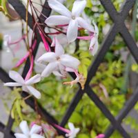 ハゴロモジャスミン,ハゴロモジャスミン,良い香り,綺麗〜❤️,可愛い❤の画像