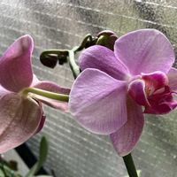 胡蝶蘭,タツナミソウ（立浪草）,バラ ルイ14世,パンビオ,災害復旧の祈りの画像