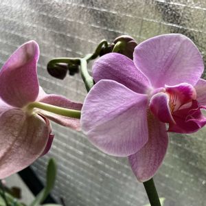 胡蝶蘭,タツナミソウ（立浪草）,バラ ルイ14世,パンビオ,災害復旧の祈りの画像