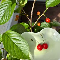 サクランボ,家庭菜園,庭の画像