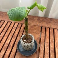 フィカスウンベラータの画像