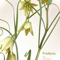 バイモ,アミガサユリ,球根植物,多年草,花のある暮らしの画像