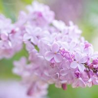 ライラックの画像