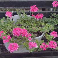 バーベナの画像