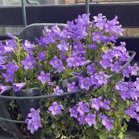 ベルフラワーの画像