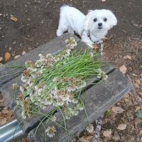 クローバー,オレガノケントビューティー,名前を教えてください,セダムのお花,クレマチス　ベトリエイの画像