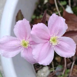 クレマチス,クレマチス,クレマチス モンタナ,クレマチス モンタナ,可愛いの画像