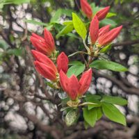 ツツジ,サツキ,白い花,小さい花,色鮮やかの画像