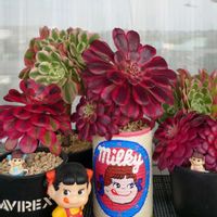 多肉植物,アエオニウム,錦の日,ペコちゃん祭り,斑入り見つけ隊♪の画像