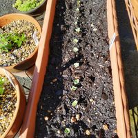 トマト,ラディッシュ,モス,はつか大根,ダイソーの画像