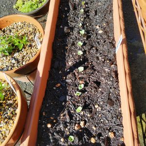 トマト,ラディッシュ,モス,はつか大根,ダイソーの画像