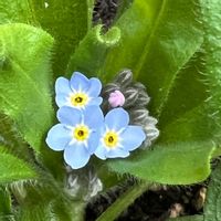 ワスレナグサ,青い花,種蒔き,青い花マニア,美しく青きドヨウの画像