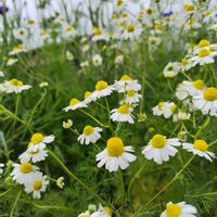 カモミール,癒し,可愛い小さな,家庭菜園の画像