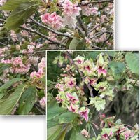 アマドコロ,御衣黄(ぎょいこう),姫うつぎ,鬱金桜（うこんざくら）,教えて下さい！の画像