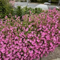 イキシア,フクロナデシコ,シラーペルビアナ,シラーベルピアナ（大蔓穂）おおつるぼ,イベントの画像