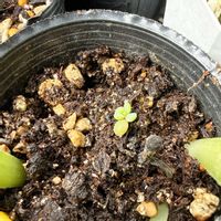 多肉植物,ベランダ多肉,多肉女子,エケベリア女子,cocotto77_ホワイトフェニックス成長記録の画像