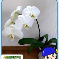 胡蝶蘭,PR,カダンアワード2026,カダン推し活賞,リビング・ダイニングの画像