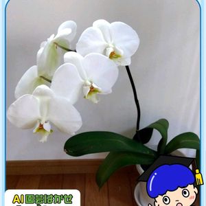 胡蝶蘭,PR,カダンアワード2026,カダン推し活賞,リビング・ダイニングの画像