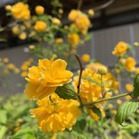 ヤマブキ,可愛い,和む,花のある暮らし,黄色の花の画像