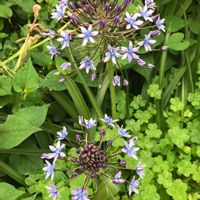 シラー,我が家の庭,青い花,庭の画像