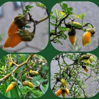 ソフォラ　リトルベイビー,ソフォラ　リトルベイビー,花のある暮らし♡,ウクライナに平和を,武器ではなく花をの画像