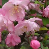 コデマリ,ハナカイドウ,コデマリ ピンクアイス,クロフネツツジ,つつじの画像