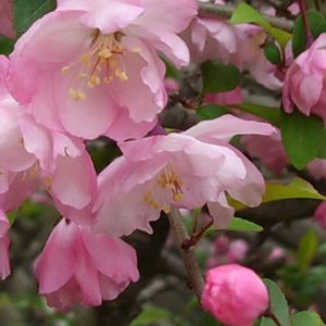 コデマリ,ハナカイドウ,コデマリ ピンクアイス,クロフネツツジ,つつじの画像