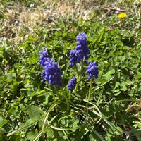 ムスカリの画像