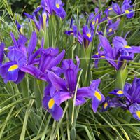 ミヤコワスレ,アイリス,シラー・カンパニュラータ,ユーフォルビア ブラックパール,チョウジソウの画像