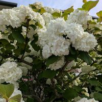 オオデマリの画像