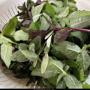 アップルミント,オリーブ,ペパーミント,ハーブ,ハーブティーの画像