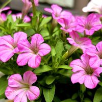 サフィニア,癒し,植物のある暮らしの画像