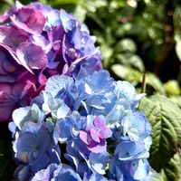 アジサイ,紫陽花 女神降臨,紫陽花 麟鳳亀竜,アジサイ 女神降臨,紫陽花 メルティラブの画像