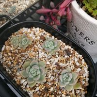 桃太郎,ガーデニング,多肉棚,ウッドデッキ,多肉植物とサボテンの画像