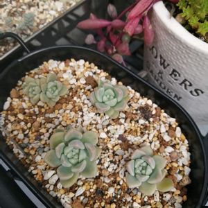 桃太郎,ガーデニング,多肉棚,ウッドデッキ,多肉植物とサボテンの画像