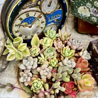 多肉寄せ植え,駐車場の画像