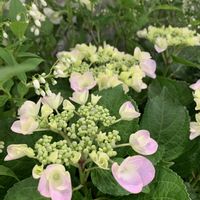 アジサイ,可愛い,和む,花のある暮らし,やさしい気持ちの画像